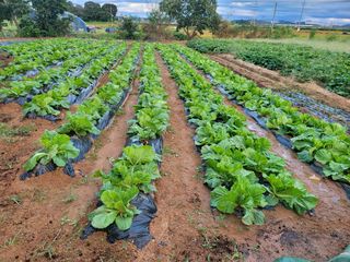농약비료유기농쟁이님의 자유주제 · 자유게시판 작성글 사진