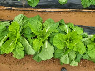 농약비료유기농쟁이님의 자유주제 · 자유게시판 작성글 사진