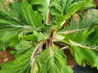 농약비료유기농쟁이님의 자유주제 · 자유게시판 작성글 사진