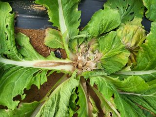 농약비료유기농쟁이님의 자유주제 · 자유게시판 작성글 사진