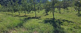 미스터션샤인님의 사과 · 영농일지 작성글 사진