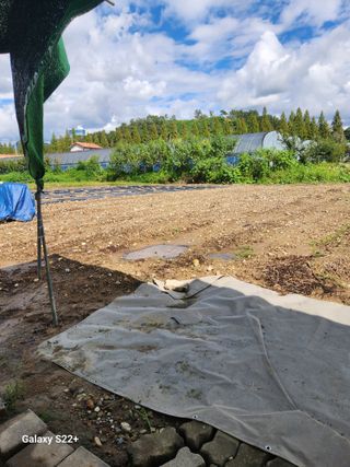 이봉한 님의 마늘 · 영농일지 작성글 사진