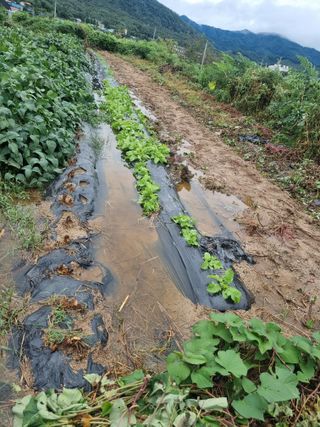 정민지호맘님의 배추 · 영농일지 작성글 사진