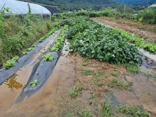 정민지호맘님의 배추 · 영농일지 작성글 사진