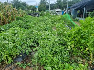 정민지호맘님의 배추 · 영농일지 작성글 사진