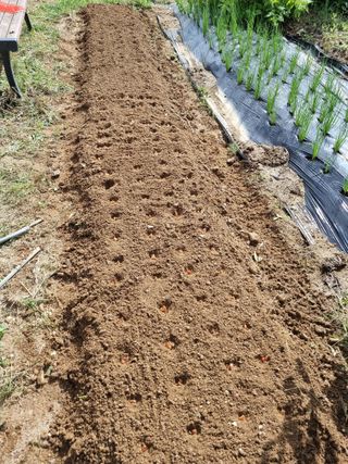 정민지호맘님의 파 · 영농일지 작성글 사진