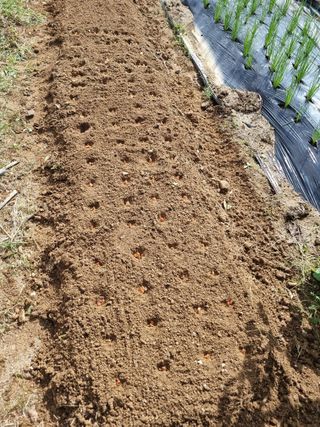 정민지호맘님의 파 · 영농일지 작성글 사진