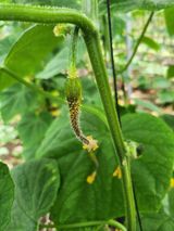 팜모닝 오이·병해충상담 게시글 이미지