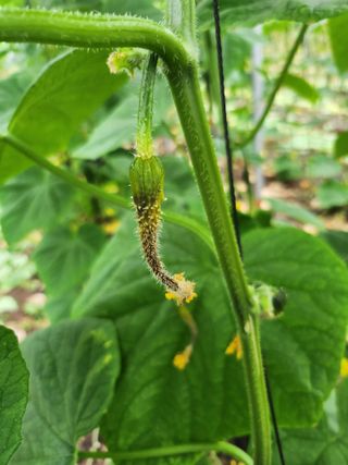 김남훈님의 오이 · 병해충상담 작성글 사진