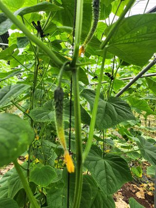 김남훈님의 오이 · 병해충상담 작성글 사진