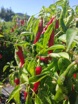 오화순님의 자유주제 · 자유게시판 작성글 사진