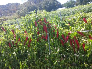 오화순님의 자유주제 · 자유게시판 작성글 사진