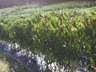 오화순님의 자유주제 · 자유게시판 작성글 사진