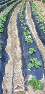 팜모닝 배추·영농일지 게시글 이미지