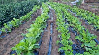 최영환님의 배추 · 영농일지 작성글 사진