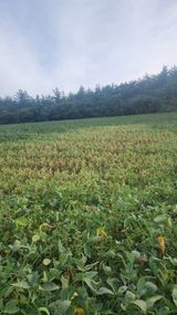 팜모닝 콩·병해충상담 게시글 이미지