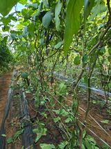 팜모닝 자유주제·자유게시판 게시글 이미지