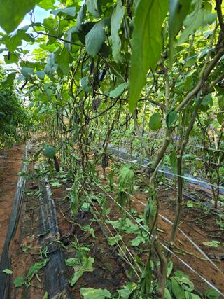 화니네농장님의 자유주제 · 자유게시판 작성글 사진