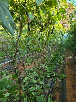 화니네농장님의 자유주제 · 자유게시판 작성글 사진