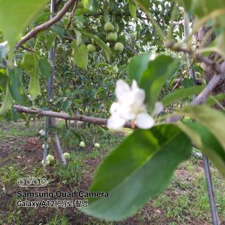 최동구님의 사과 · 비료•농약 작성글 사진