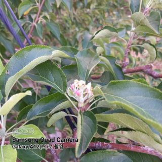 최동구님의 사과 · 비료•농약 작성글 사진