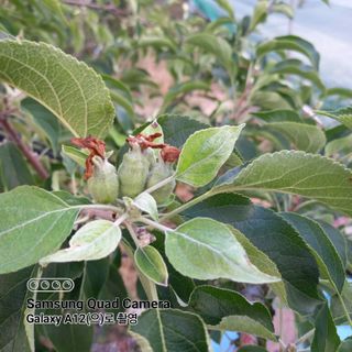 최동구님의 사과 · 비료•농약 작성글 사진