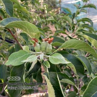 최동구님의 사과 · 비료•농약 작성글 사진