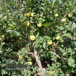 최동구님의 사과 · 비료•농약 작성글 사진