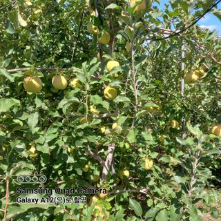 최동구님의 사과 · 비료•농약 작성글 사진