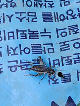 팜모닝 자유주제·자유게시판 게시글 이미지