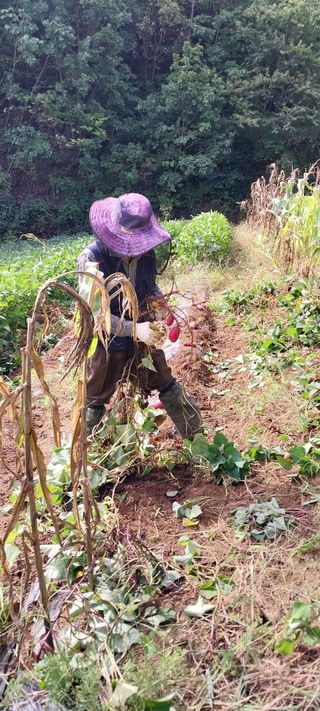 이일철 (조이산골)님의 고구마 · 영농일지 작성글 사진