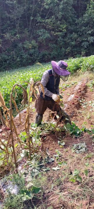 이일철 (조이산골)님의 고구마 · 영농일지 작성글 사진