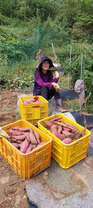 이일철 (조이산골)님의 고구마 · 영농일지 작성글 사진