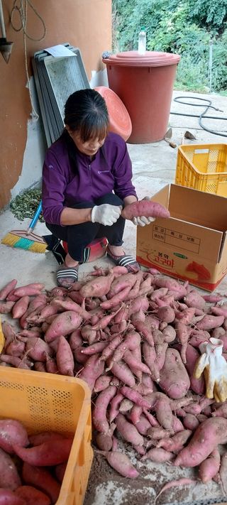 이일철 (조이산골)님의 고구마 · 영농일지 작성글 사진