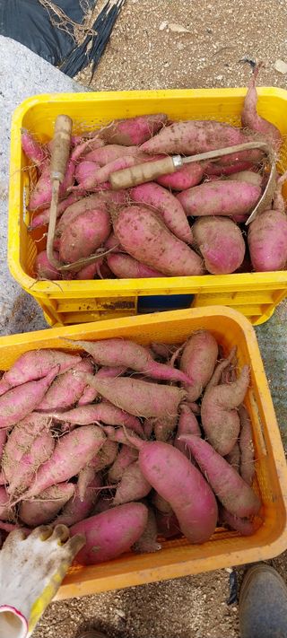 이일철 (조이산골)님의 고구마 · 영농일지 작성글 사진
