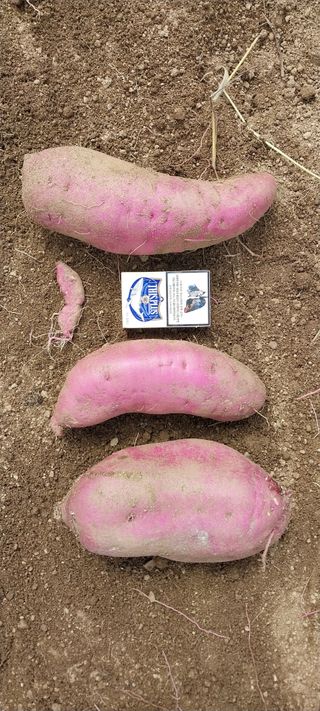 이일철 (조이산골)님의 고구마 · 영농일지 작성글 사진