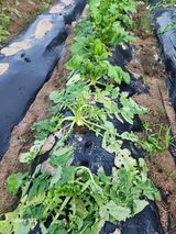 팜모닝 기타작물·병해충상담 게시글 이미지