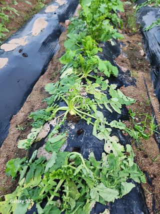 kis님의 기타작물 · 병해충상담 작성글 사진