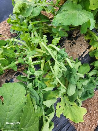 kis님의 기타작물 · 병해충상담 작성글 사진