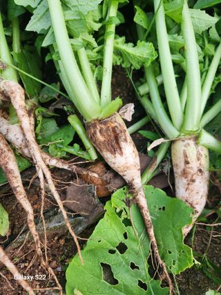 kis님의 기타작물 · 병해충상담 작성글 사진