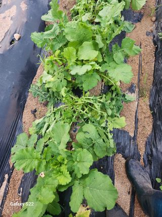 kis님의 기타작물 · 병해충상담 작성글 사진