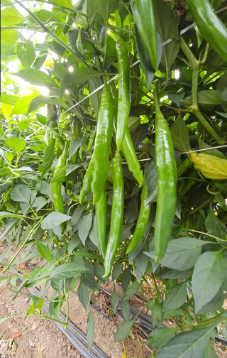 김시헌 님의 기타작물 · 영농일지 작성글 사진