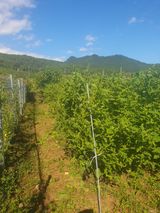 팜모닝 들깨·영농일지 게시글 이미지