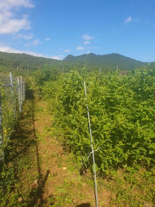 참가죽님의 들깨 · 영농일지 작성글 사진