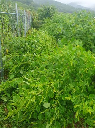 참가죽님의 들깨 · 영농일지 작성글 사진