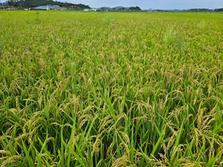 경원ljb3357님의 벼 · 영농일지 작성글 사진