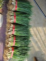 팜모닝 파·영농일지 게시글 이미지