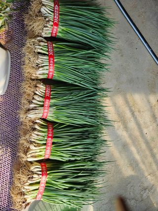 이한용님의 파 · 영농일지 작성글 사진