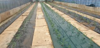 토마토아부지왕궁면님의 토마토 · 영농일지 작성글 사진