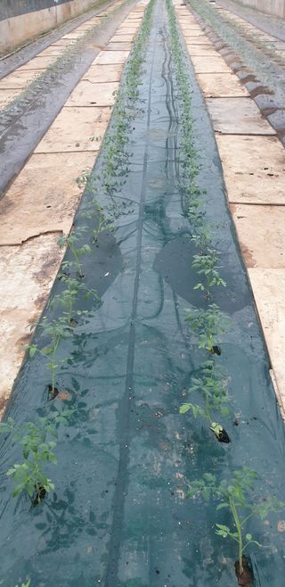 토마토아부지왕궁면님의 토마토 · 영농일지 작성글 사진